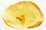 Detailed Fossil Ant (Dolichoderus tertiarius) In Baltic Amber #284608-1